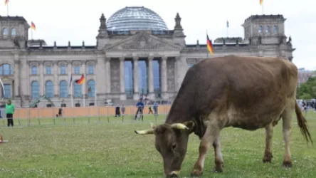 ԼՈՒՍԱՆԿԱՐՆԵՐ. Գերմանիայում` Բունդեսթագի դիմաց, կովերին են արածեցնում