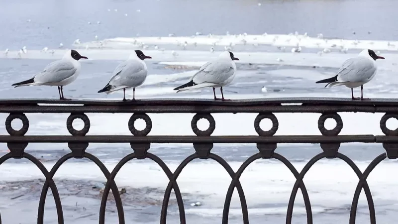 Հայտնի է Մոսկվայում թռչնագրիպի դեմ կարանտինի ներդրման մեղավորը