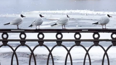 Հայտնի է Մոսկվայում թռչնագրիպի դեմ կարանտինի ներդրման մեղավորը