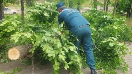 Ջերմուկում քամու հետևանքով ծառ է տապալվել