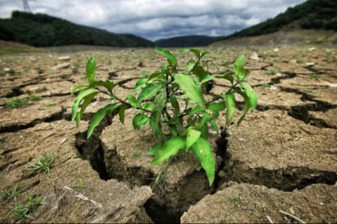 Կաճի երաշտների, հեղեղումների և անտառային հրդեհների վտանգը. WMO