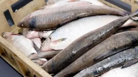 «Սևան» մասնաճյուղի տնօրենը թույլատրել է սիգի ապօրինի արդյունահանումը՝ ստանալով կաշառք