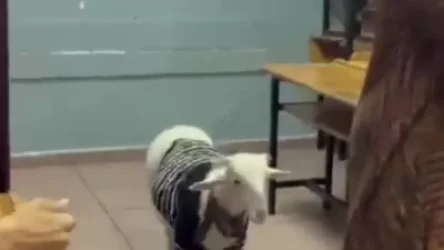 ՏԵՍԱՆՅՈՒԹ. Ի՞նչ հետաքրքիր դեպքեր են գրանցվել Թուրքիայի նախագհական ընտրությունների ժամանակ