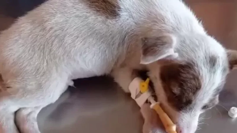 Երևանում երեխաների աչքի առաջ մի պապիկ շան ձագին շպրտել է 2-րդ հարկից