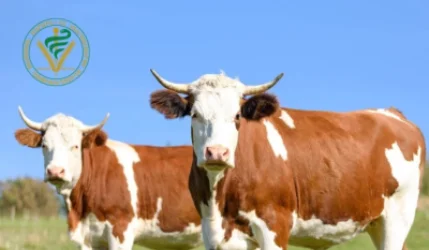 Կասեցվել է անհայտ ծագման կենդանիների մուտքը Հայաստան. ՍԱՏՄ