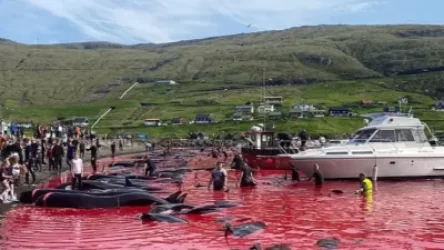 18+ ԼՈՒՍԱՆԿԱՐՆԵՐ. Կետերի ու դելֆինների սպանդ. սարսափելի ավանդույթ` Ֆարերյան կղզիներում