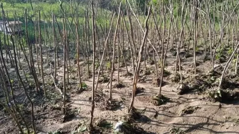 Սելավը լցվել է գոմեր ու տասնյակ գառների խեղդել․ Շամբի բնակիչ