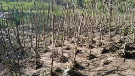 Սելավը լցվել է գոմեր ու տասնյակ գառների խեղդել․ Շամբի բնակիչ