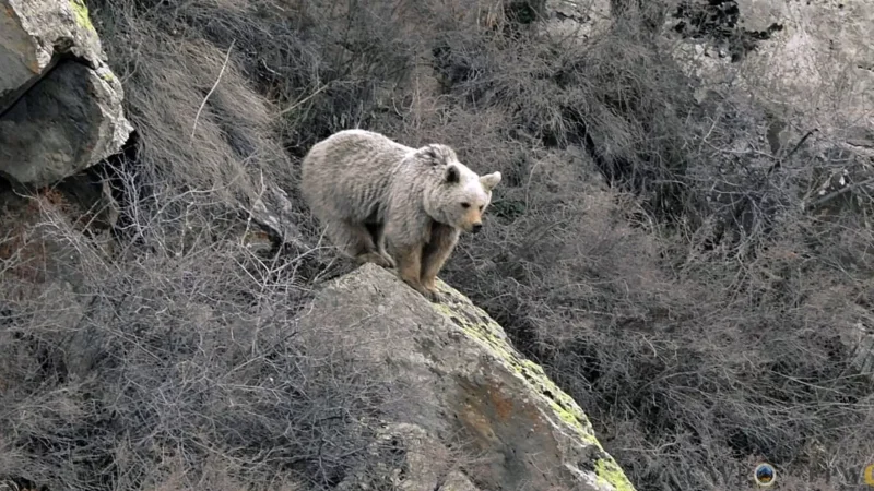 Իրականացվում են արջերի կողմից սպառնացող վտանգի գնահատման աշխատանքներ. ՇՄՆ