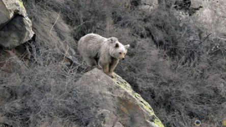 Իրականացվում են արջերի կողմից սպառնացող վտանգի գնահատման աշխատանքներ. ՇՄՆ