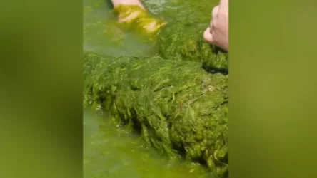 ՏԵՍԱՆՅՈՒԹ․ Ջրիմուռներով լի լողափեր՝ Անապայում․ Սև ծովի ափերը ծաղկում են