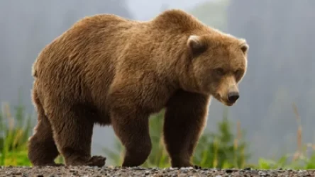 Անցած շաբաթվա ընթացքում ՀՀ տարբեր բնակավայրերում վայրի կենդանիների հարձակման 7 դեպք է գրանցվել