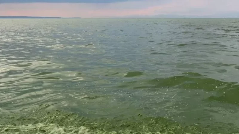 Սևանում սկսվել է «ծաղկումը». հայտարարություն