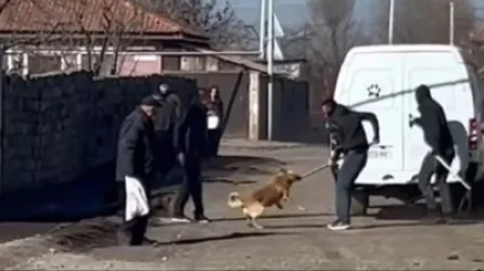 Դաժան վերաբերմունք թափառող շան նկատմամբ. ինչ է կատարվում Գյումրիում