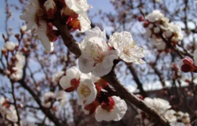 Օդի ջերմաստիճանը կբարձրանա. եղանակը՝ Հայաստանում