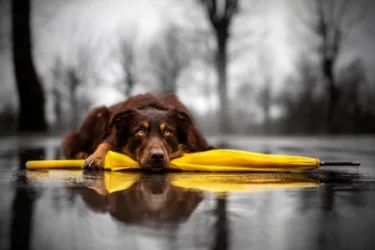 Սպասվում է անձրև. եղանակը՝ Հայաստանում