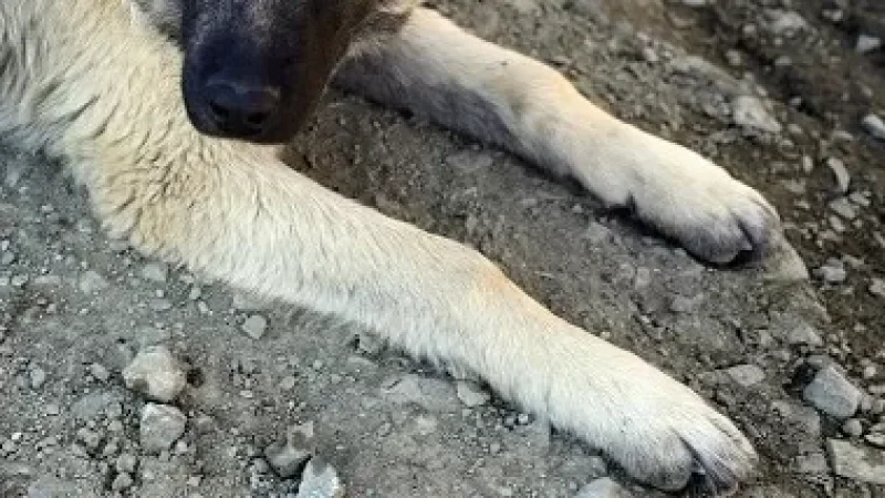 Երևանում վեց ամսում հավաքվել է 202 կենդանու դի