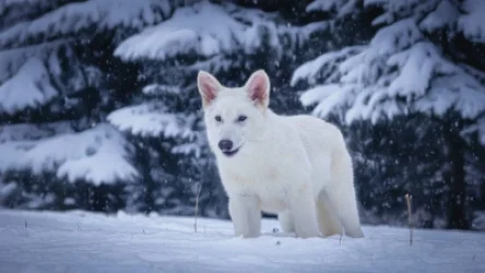 10 հազար տարի առաջ անհետացած գայլերը «հարություն» են առել