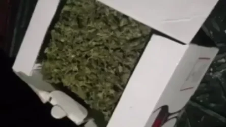 ՏԵՍԱՆՅՈՒԹ. 47-ամյա բնակչի մոտից հայտնաբերվել է 170 գրամից ավելի մարիխուանա