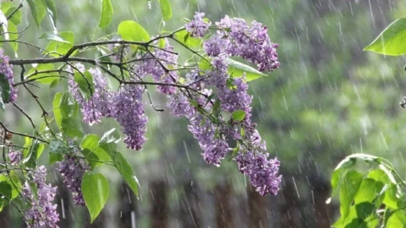 Առաջիկա 4 օրվա եղանակի կանխատեսում