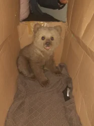 Արջի քոթոթ Է հայտնաբերվել՝ մետաղական ցանցի մեջ խճճված