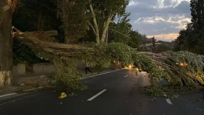 Photos: Fallen Trees, Torn Advertisements, and Roof Covers—Wind Damage