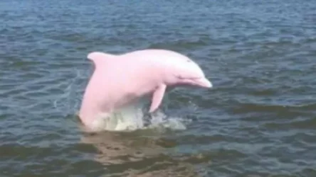 ՏԵՍԱՆՈՒԹ․ ԱՄՆ-ում ձկնորսը հազվագյուտ վարդագույն դելֆին է տեսանկարահանել
