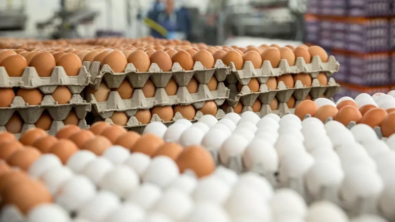 Photo: Expired Eggs Being Sold in Haytagh