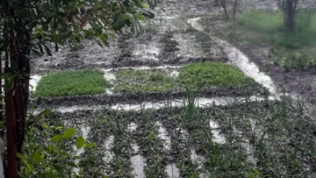 Արտաշատում կարկուտը վնասել է բերքը, տների ապակիները և տանիքները