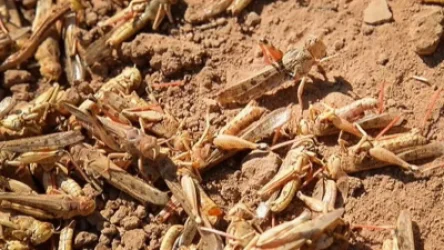 ՏԵՍԱՆՅՈՒԹ. Մորեխների հարձակում` Աստրախանում. մարդիկ հուսահատ պայքարում են