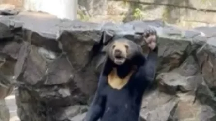 ՏԵՍԱՆՅՈՒԹ. Ստացեք, թերահավատներ` արջն իրական է