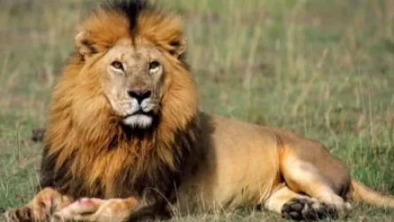 Արցախից Հայաստան տեղափոխված «Ռուբեն» առյուծը վերադառնում է Աֆրիկա