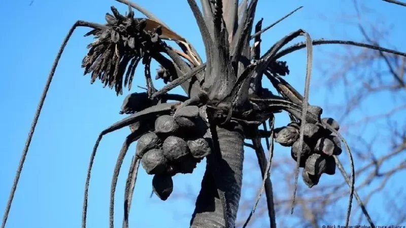 Հավայան Մաուի կղզում անտառային հրդեհների հետևանքով զոհերի թիվը հասել է 110-ի