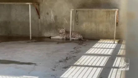 ՏԵՍԱՆՅՈՒԹ. Երևանի կենդանաբանական այգին համալրվել է 10 նոր կենդանիով