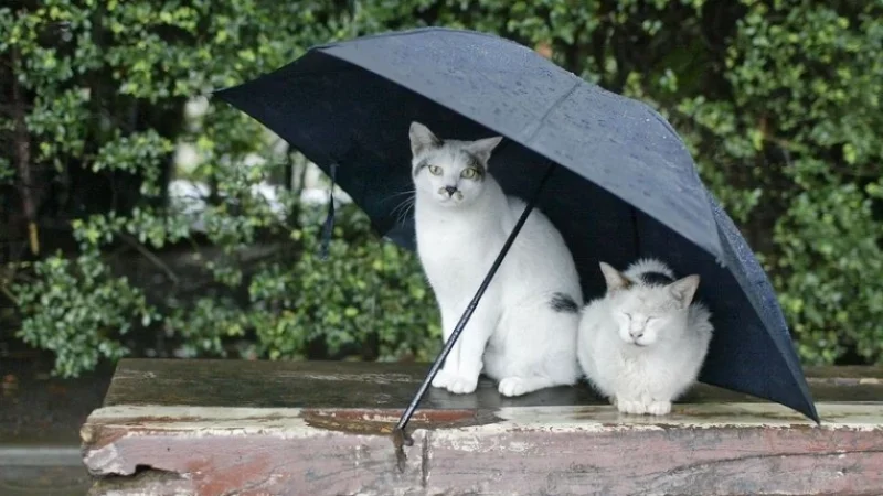 Կրկին անձրև և ամպրոպ. ինչ եղանակ սպասել առաջիկայում