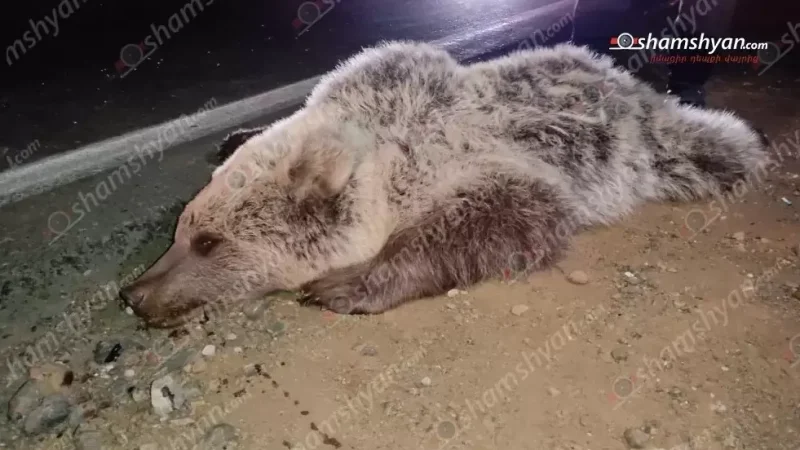 ԼՈԻՍԱՆԿԱՐՆԵՐ․ Արջի քոթոթը Երևան-Վանաձոր ավտոճանապարհին վրաերթի է ենթարկվել