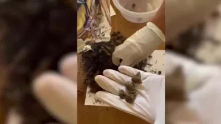 ՏԵՍԱՆՅՈՒԹ. 1 կգ-ից ավելի հաշիշը փորձել են ներկրել թեյին միախառնելով. ՊԵԿ