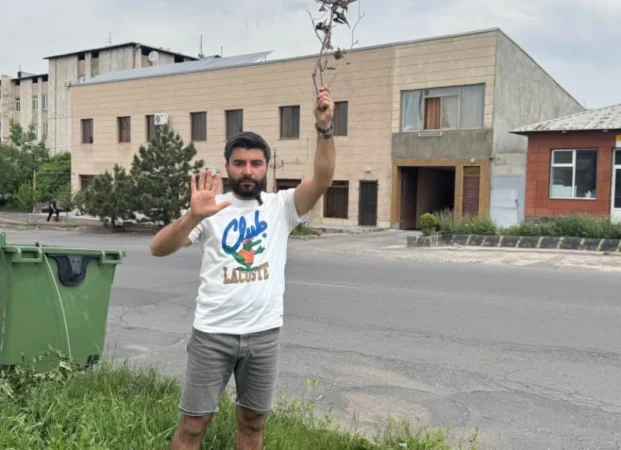 Միկոյան փողոցում տնկված «բարձրարժեք, թանկարժեք» 26 սոսիներից 13-ը չորացել են, ևս 3-ը «մահամերձ են». ակտիվիստ