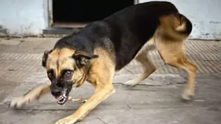 Նոր մանրամասներ՝ կատաղած շան կծածից տուժած, երեխաների առողջական վիճակից