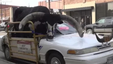 ՏԵՍԱՆՅՈՒԹ․ Տղամարդը մեքենայով հսկայական ցլին տեղափոխում էր՝ վախեցնելով մյուս վարորդներին