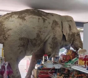 Փիղը մտել է խանութ, սնվել և հեռացել. Թաիլանդ