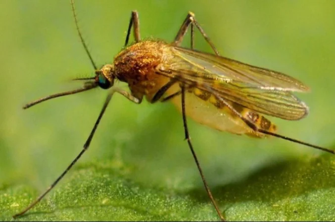 Արևմտյան Նեղոսի տենդ հիվանդության հաստատված դեպք՝ ՀՀ-ում