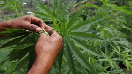 Թայլանդի վարչապետը կոչ է արել արգելել կանեփի օգտագործումը լիցքաթափվելու նպատակով