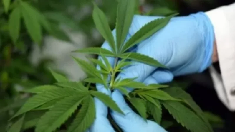 Արտադրողական կանեփի շրջանառության վերահսկման համար օրենքի նախագիծ է ներկայացվել