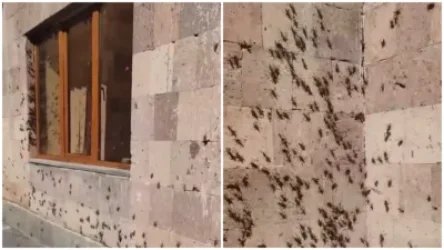 Մորեխների գրոհը Արզականի հանգստյան հատվածում է․ վարչական ղեկավար