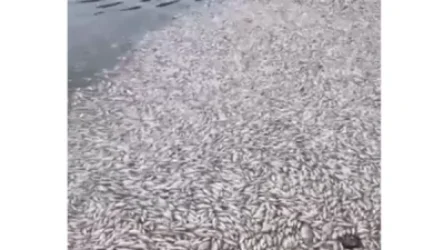 Ձկների զանգվածային անկում. կկատարվեն ջրի նմուշառման աշխատանքներ