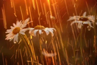 Առաջիկա 5 օրվա եղանակի կանխատեսում