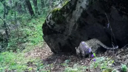 ՏԵՍԱՆՅՈՒԹ. Կովկասյան ընձառյուծ`«Զանգեզուր» կենսոլորտային համալիր» ՊՈԱԿ-ի տարածքում