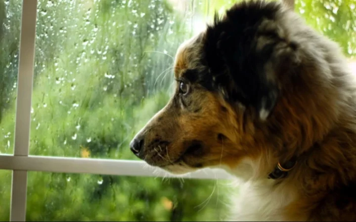 Սպասվում է անձրև և ամպրոպ, հնարավոր է կարկուտ. եղանակը Հայաստանում