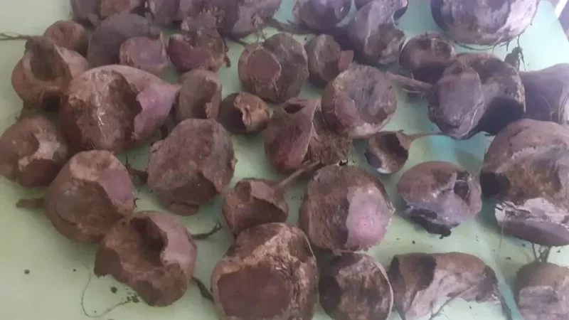 Ջերմուկում ապաստանած արցախցիներին ոչ պիտանի ճակնդեղ են տրամադրել․ պարզաբանում